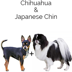 Chin-Wa Dog